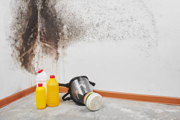 Nelsonville, OH Mold Remediation Company