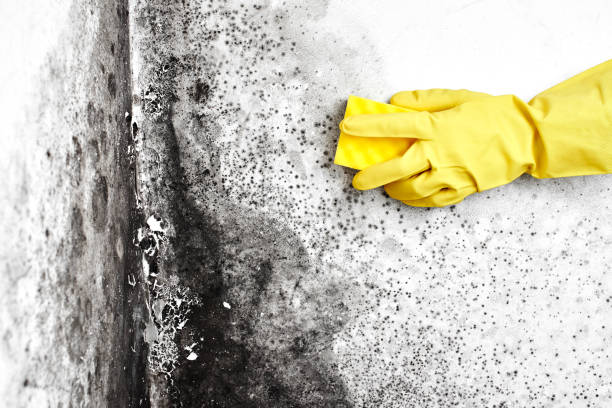 Best Bathroom Mold Remediation in Nelsonville, OH