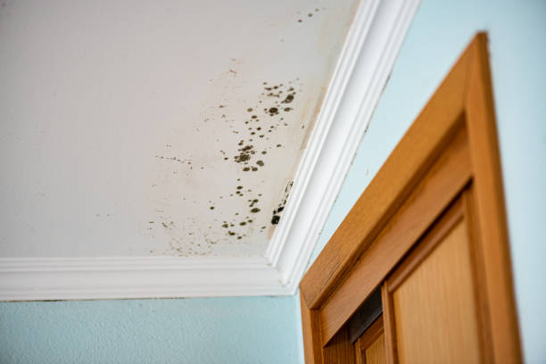Best Post-Remediation Services in Nelsonville, OH