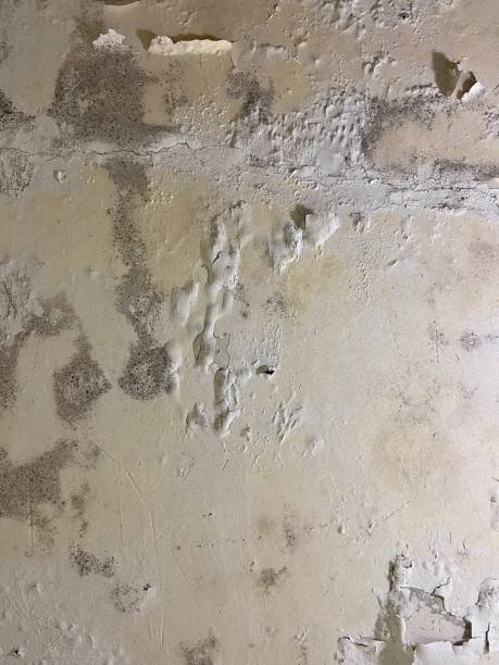 Best Residential Mold Remediation in Nelsonville, OH