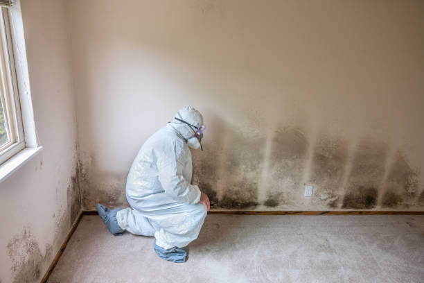 Best Mold Testing and Inspection Services in Nelsonville, OH