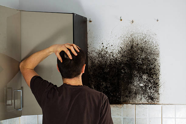Best DIY Mold Remediation Support Services in Nelsonville, OH
