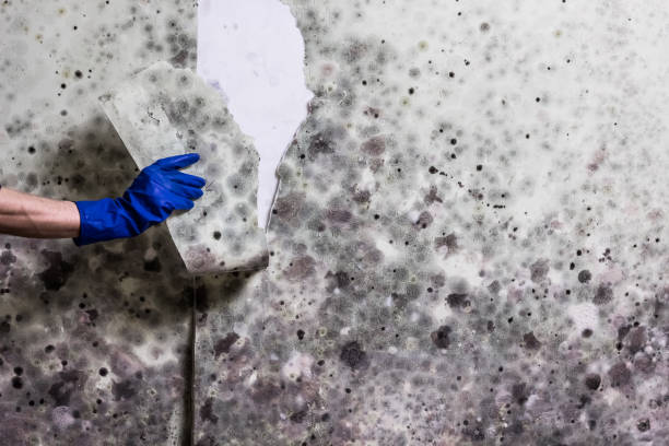 Best White Mold Remediation in Nelsonville, OH
